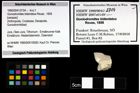Foto (Objekt + Etiketten) von Goniodromites bidentatus (Reuss, 1859) 